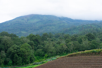plantation with a mountain background.