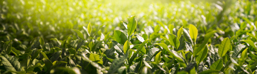 Fresh tea bud and leaves. close-up Tea plantations.