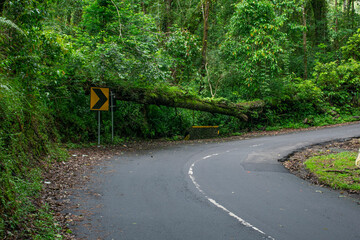 background of winding road in natural forest.