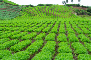 carrot garden background in the hills