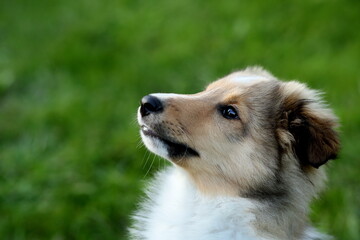 sheltie_012
