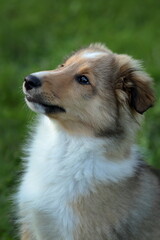 sheltie_011