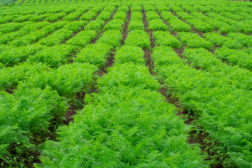 carrot garden background in the hills