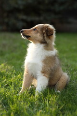 sheltie_006