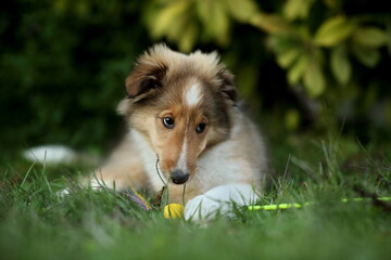 sheltie_002