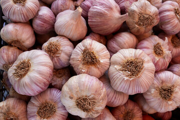 Fresh garlic on the market close up photo. White garlic head heap top view