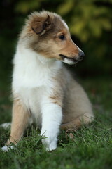 sheltie_001