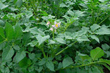 Potato garden that are still in bloom that look fresh.