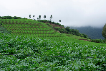 Potato garden with misty hills background. 