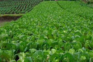 green cabbage plantation with mountain land. 