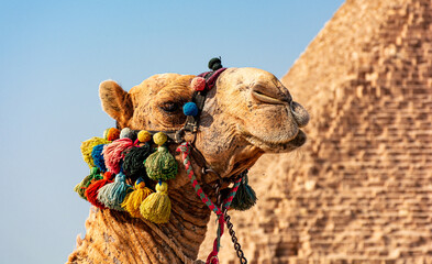 Egypt, camels among the sands of the Giza valley