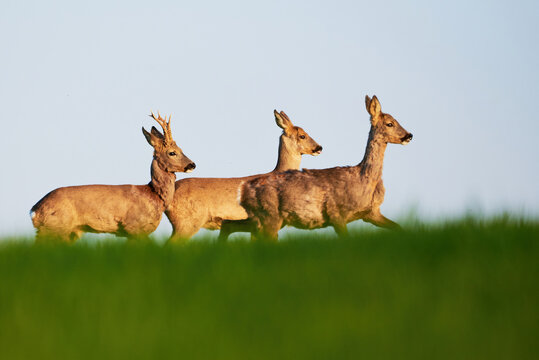 Roe deer male,female and fawn on a field ( Capreolus capreolus ). European roe	