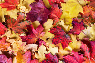 Colorful autumn leaves, yellow, orange, brown leaves on ground in fall season.