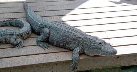 alligator in the everglades