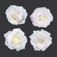 Set of White roses, Realistic illustration of white rose on dark background