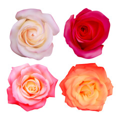 Set of roses, Realistic illustration of rose on dark background