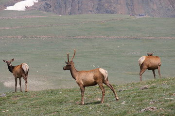 Naklejka na ściany i meble Male elks and their fuzzy antlers mid summer in the alpine basins of Rocky Mountain National Park
