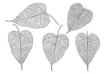 Leaves line single leaf bodhi isolated and leaf pattern black bring to color decorate on white background illustration  vector