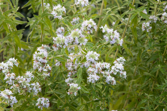 Mountain Mint (Pycnanthemum pilosum) herb plant