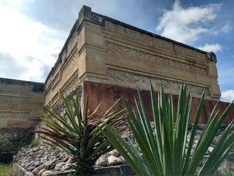MItla agave