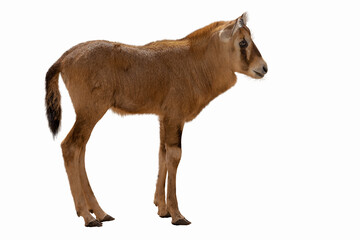 Baby gemsbok antelope side view isolated on white background