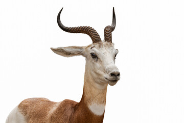 Portrait pose side view of a dama gazelle