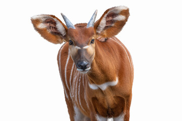 Bongo antelope staring directly at the camera