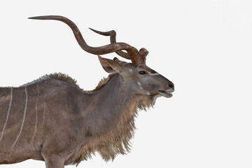 Male kudu antelope side view cutout on white background