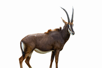 Side view near full bod view of sable antelope