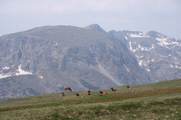 Male elks and their cows mid summer in the alpine basins of Rocky Mountain National Park - Powered by Adobe