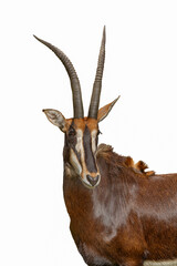 Portrait pose of a chestnut brown sable antelope © Terri