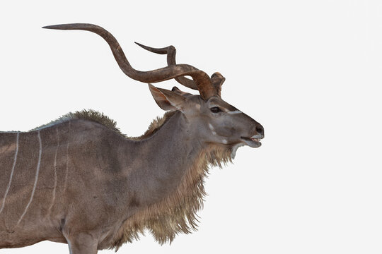 Male kudu antelope side view cutout on white background