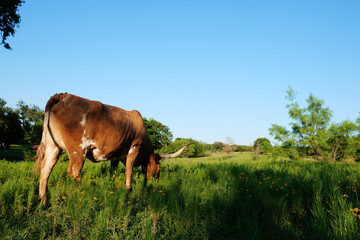 Fototapeta na wymiar Texas longhorn cow grazing during summer with copy space on sky background.