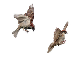two bird sparrows fly with their wings spread on a white isolated background