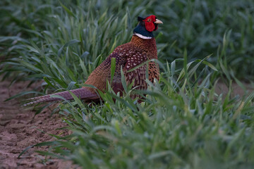 pheasant in the field