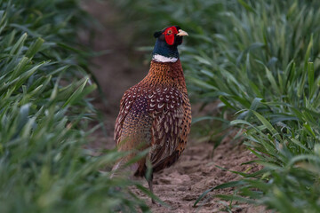 pheasant in the grass