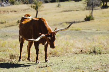 Texas longhorn cow stretching in sunny fall pasture.