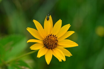 Blüte