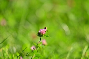 Wilder Klee - Hummel