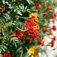 red and yellow flowers