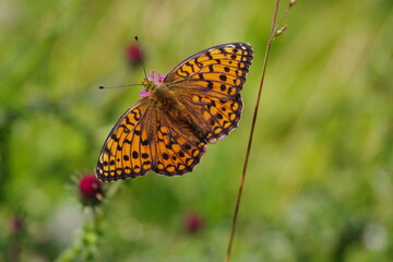 Schmetterling