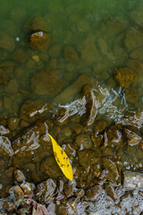 yellow leaves on the water