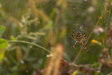 Spider on web in grass