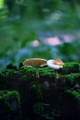 Two white wild mushrooms growth in forest, dark natural background. Harvest season, mushrooms picking concept