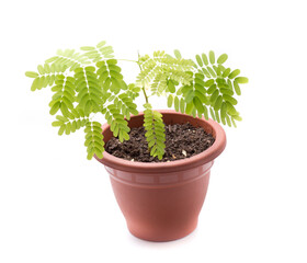 Flamboyan tree in small pot