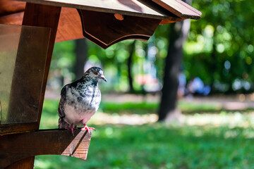 A black and white pigeon sits on a dirty feeder - Powered by Adobe
