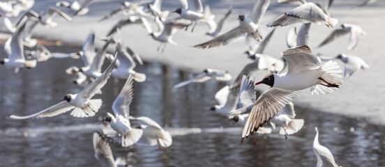 flying black-headed gulls large group