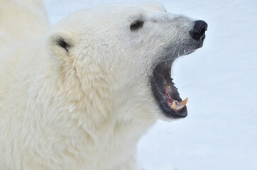 polar bear in the snow