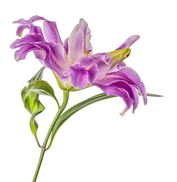 polypetalous lily violet fine large bloom on white