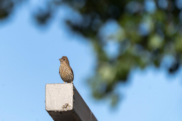 bird on a fence